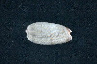 藏品(寡婦榧螺)的圖片